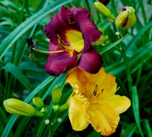 What’s Blooming at WVBG